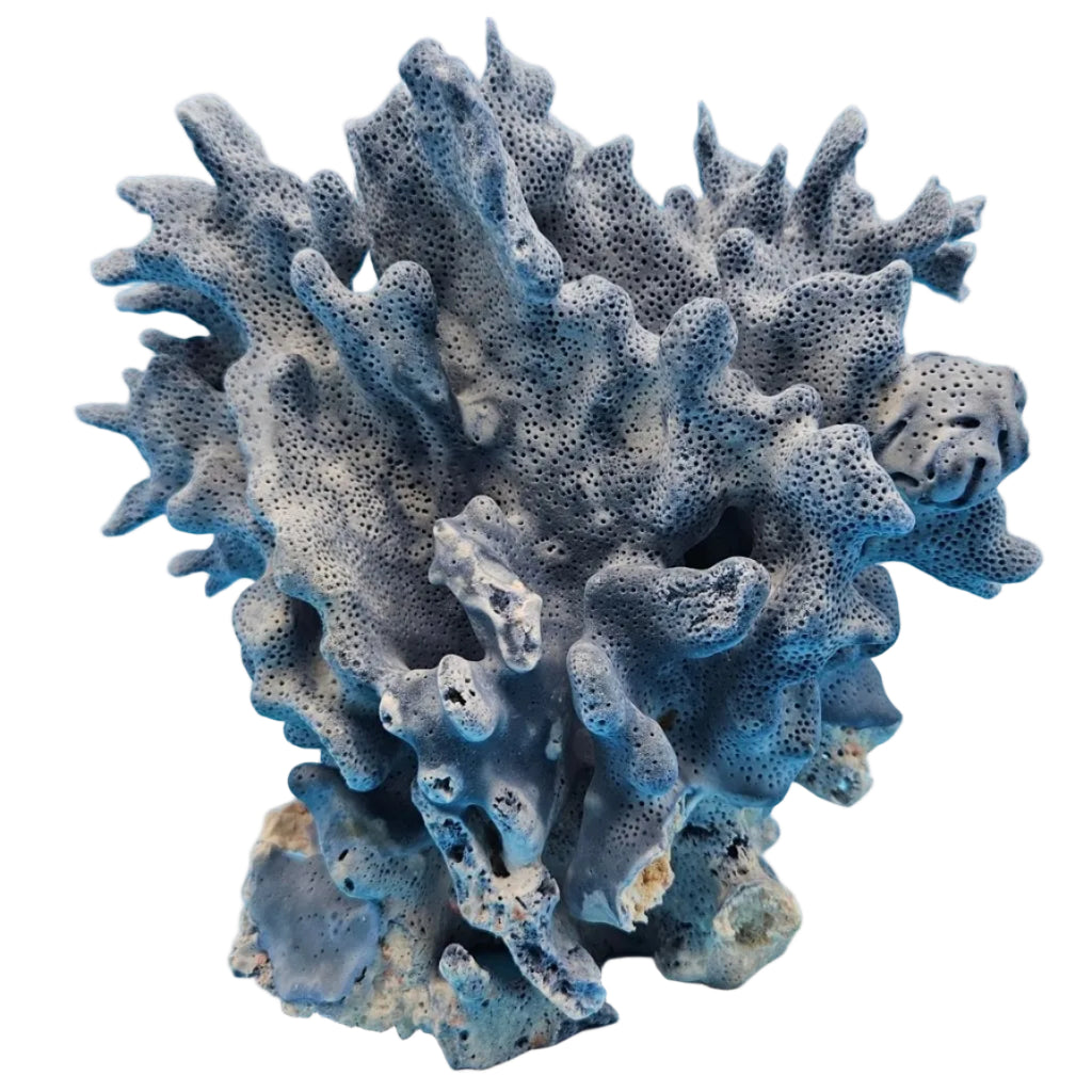 Vintage Blue Ridge Coral Specimen – Heliopora coerulea  Coral