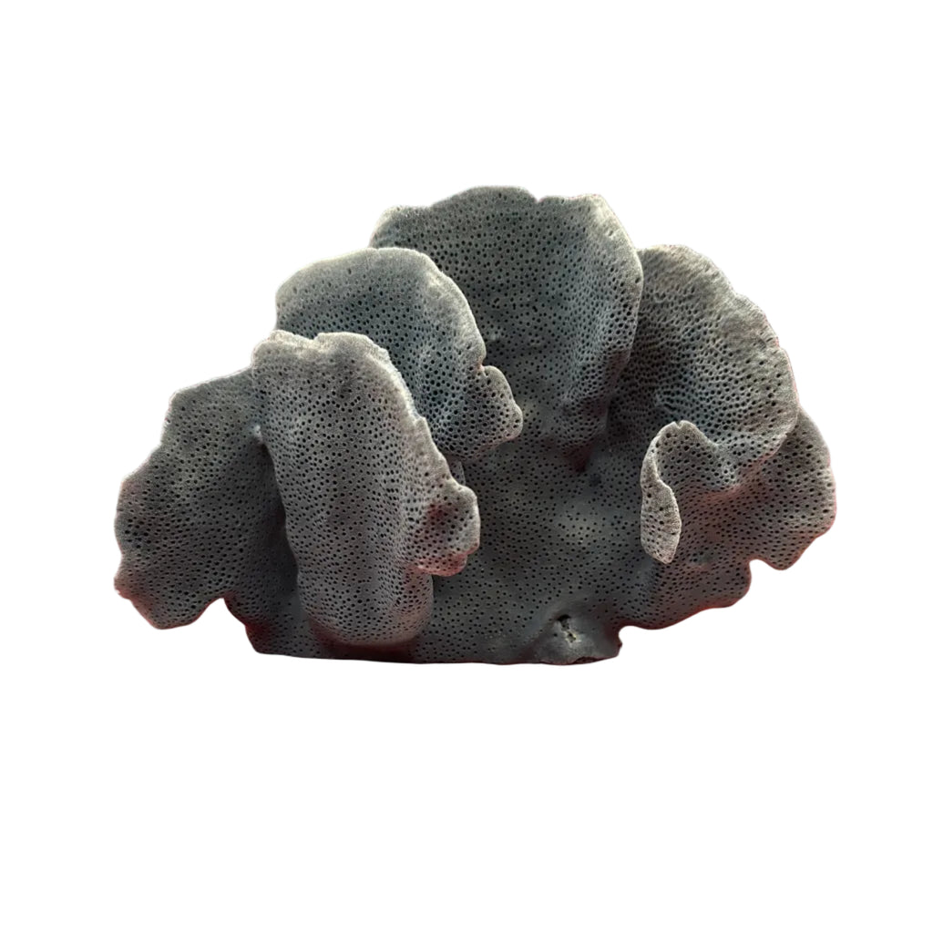 Vintage Blue Ridge Coral Specimen – Heliopora coerulea  Coral