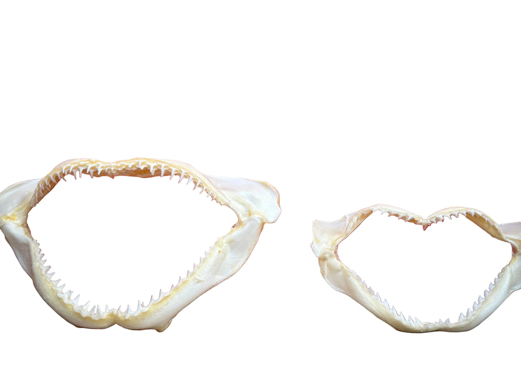 Authentic Shark Jaws