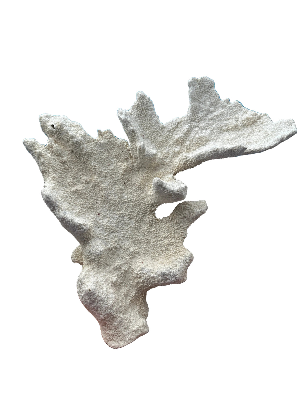 Vintage Caribbean Elkhorn Coral – Acropora palmata – 11x13x4"  coral