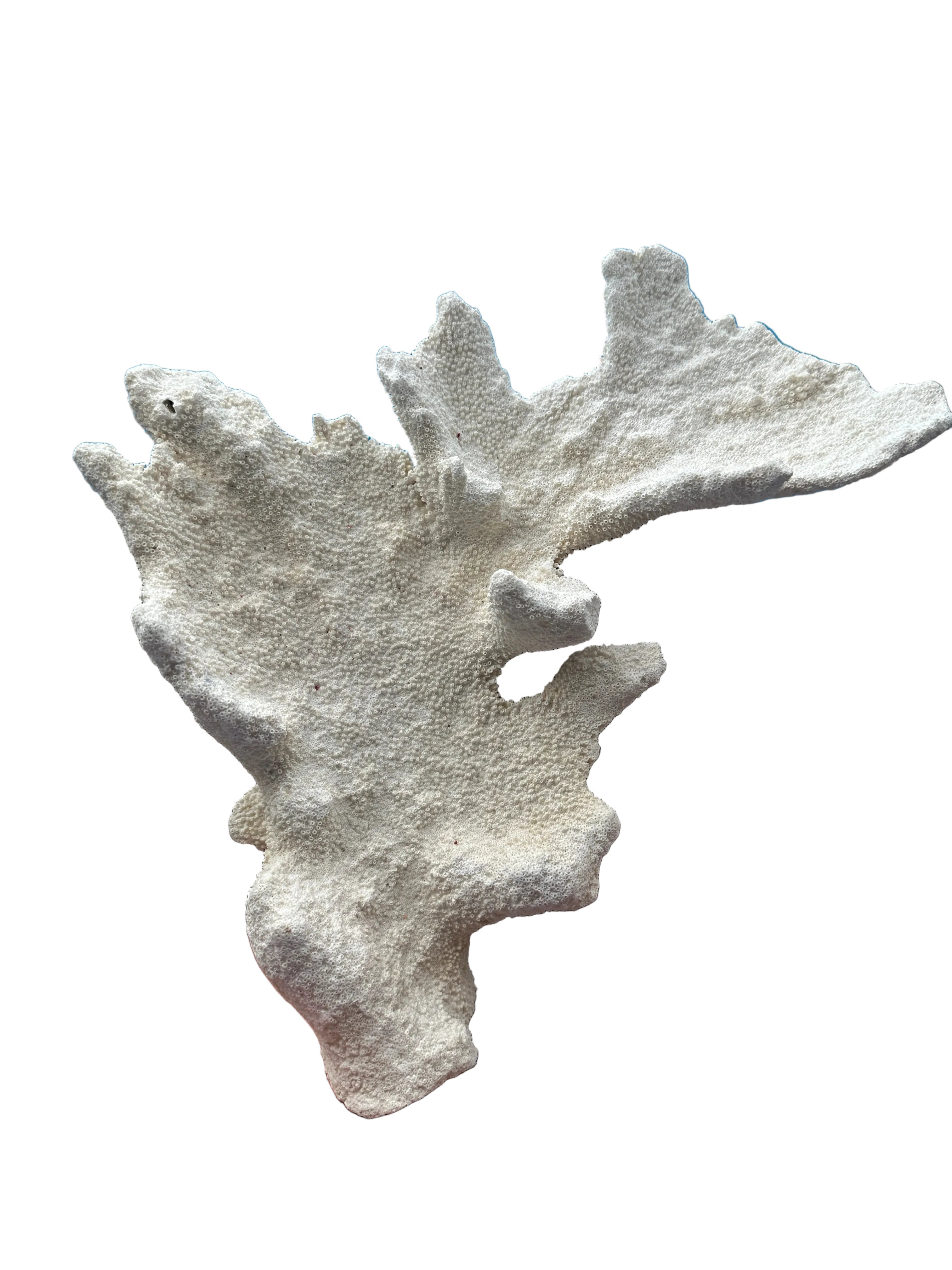 Vintage Caribbean Elkhorn Coral – Acropora palmata – 11x13x4"  coral