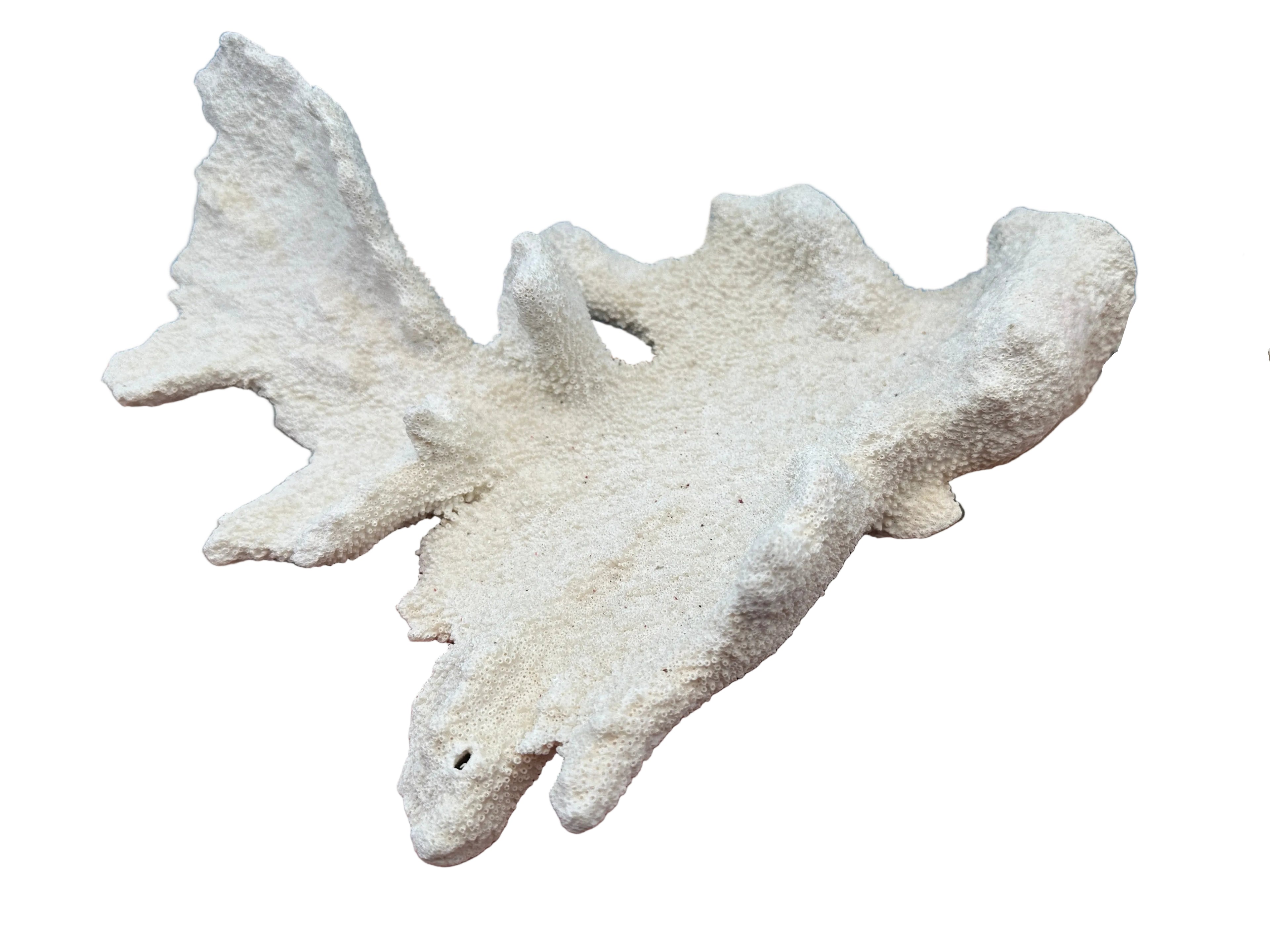 Vintage Caribbean Elkhorn Coral – Acropora palmata – 11x13x4"  coral