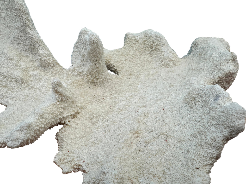 Vintage Caribbean Elkhorn Coral – Acropora palmata – 11x13x4"  coral