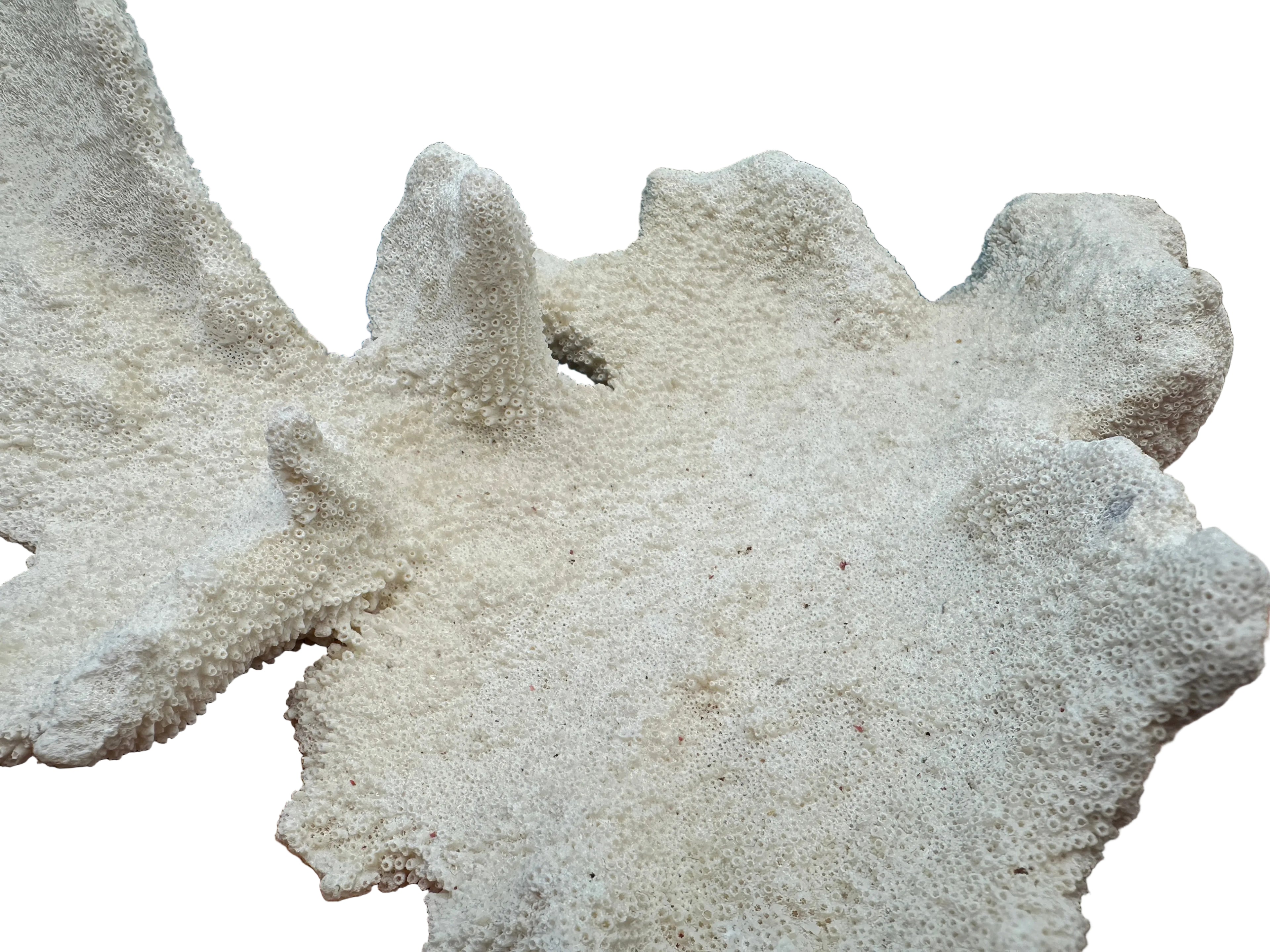 Vintage Caribbean Elkhorn Coral – Acropora palmata – 11x13x4"  coral