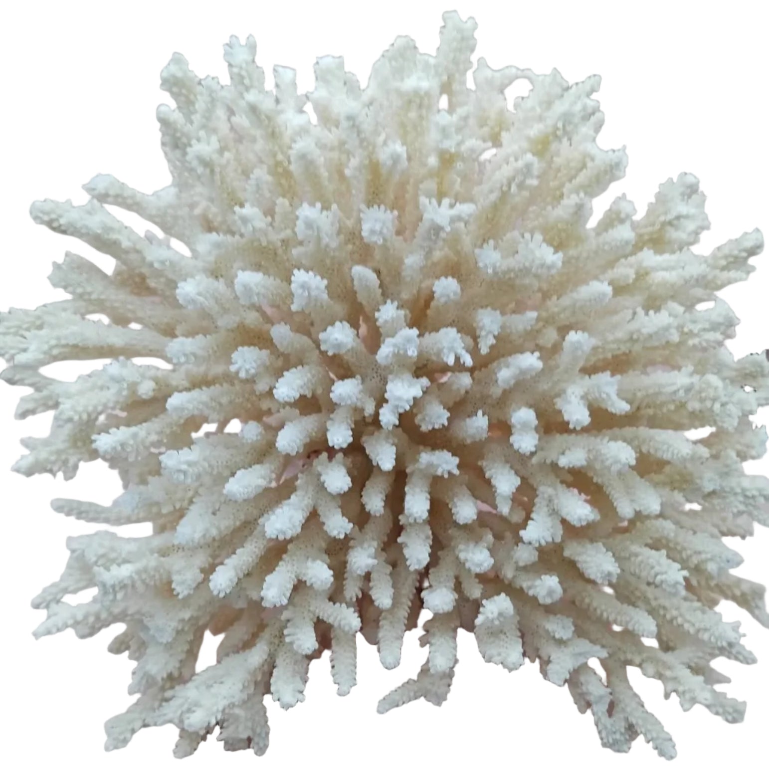 Authentic vintage white branch coral specimen displayed as a striking focal point in a bright coastal living room.