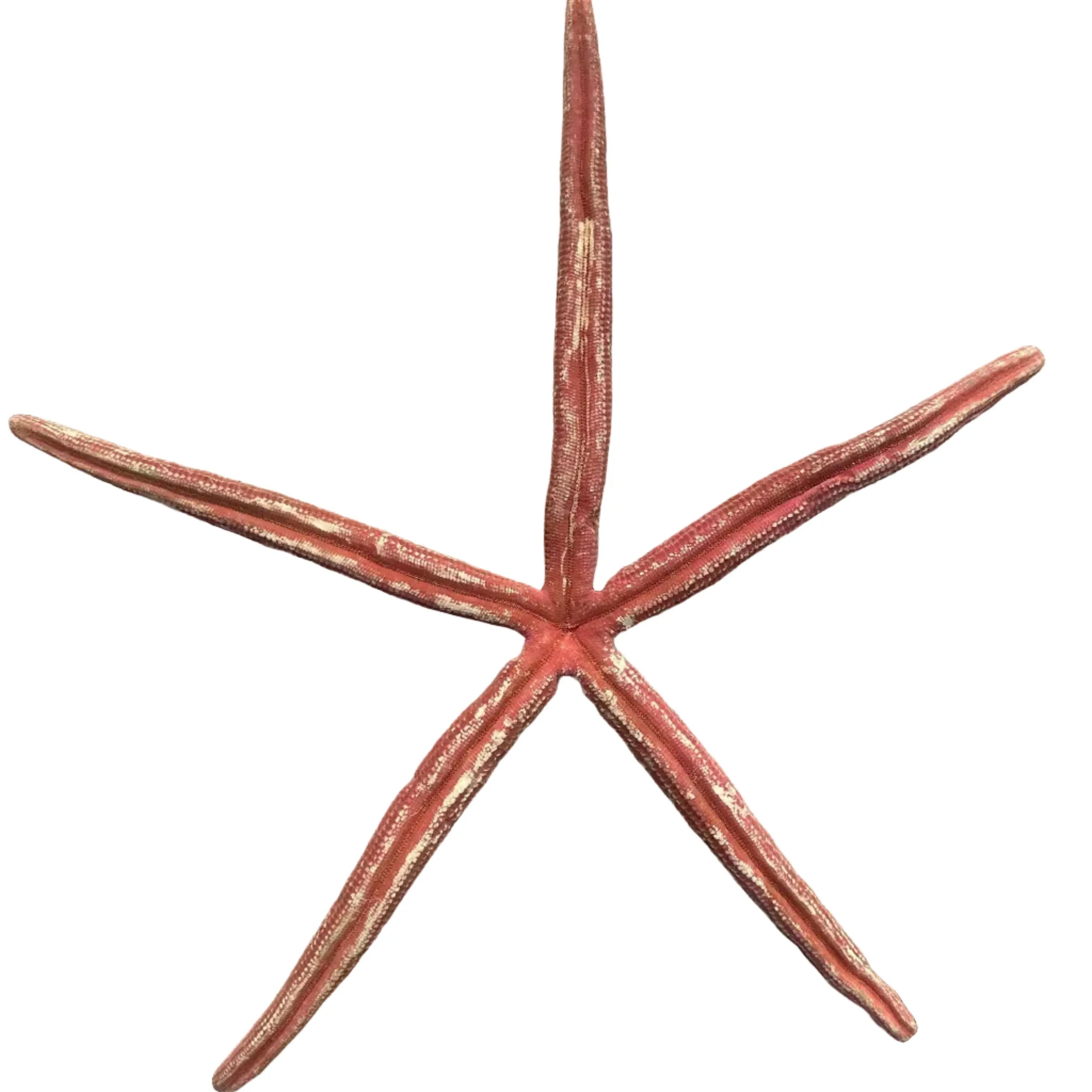 Closeup of textured surface on giant red Linckia starfish decor