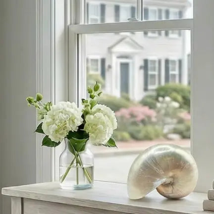 Polished Pearl Nautilus Shell Loving Coastal Living