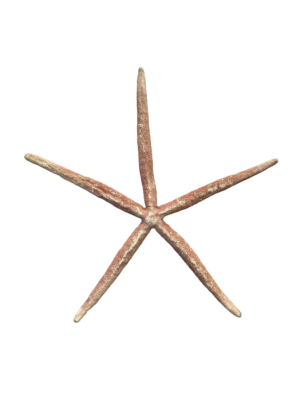 Giant red Linckia starfish decor with five elongated arms on neutral background