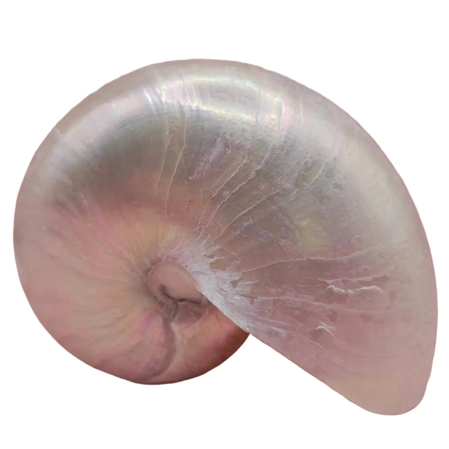 Polished Pearl Nautilus Shell Loving Coastal Living