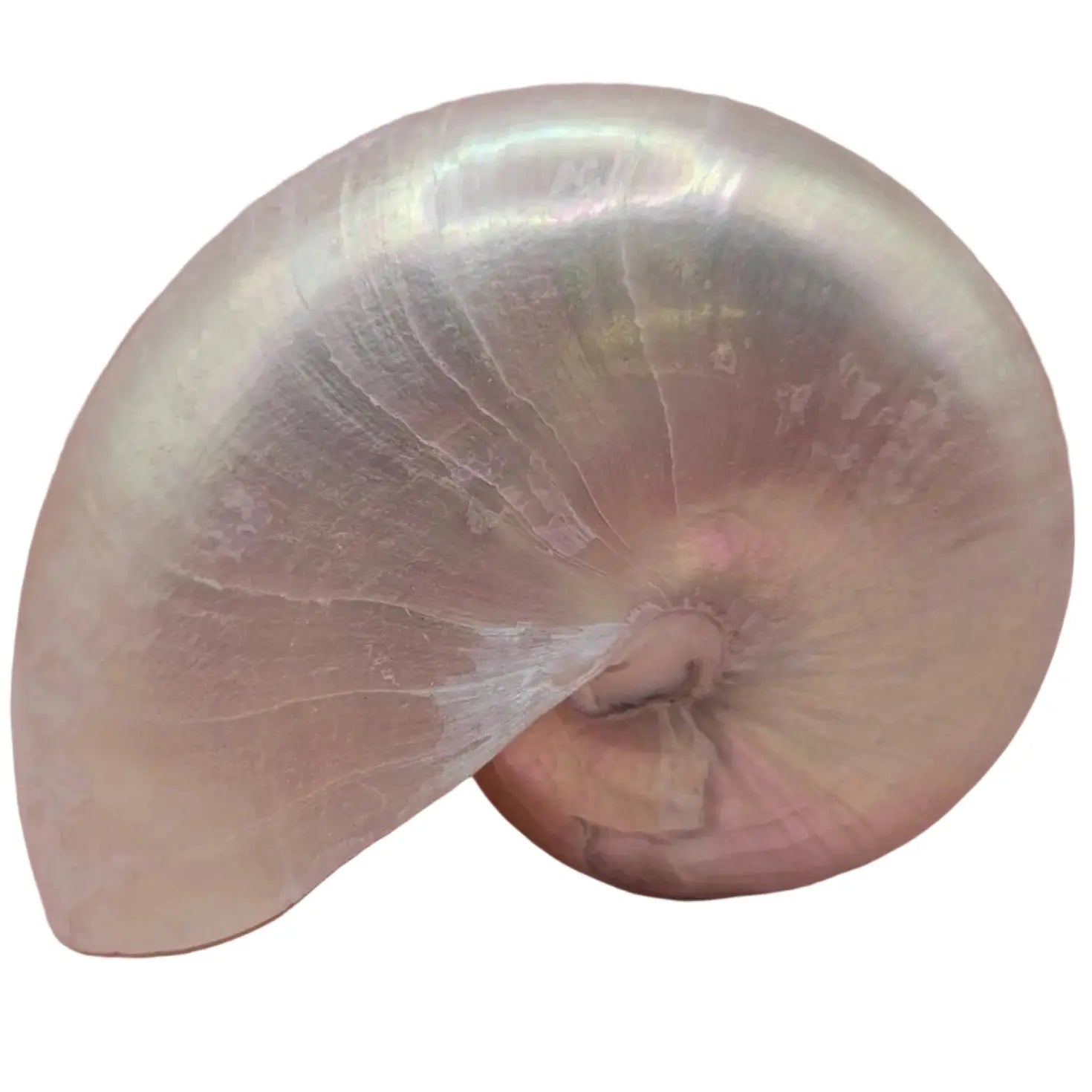 Polished Pearl Nautilus Shell Loving Coastal Living