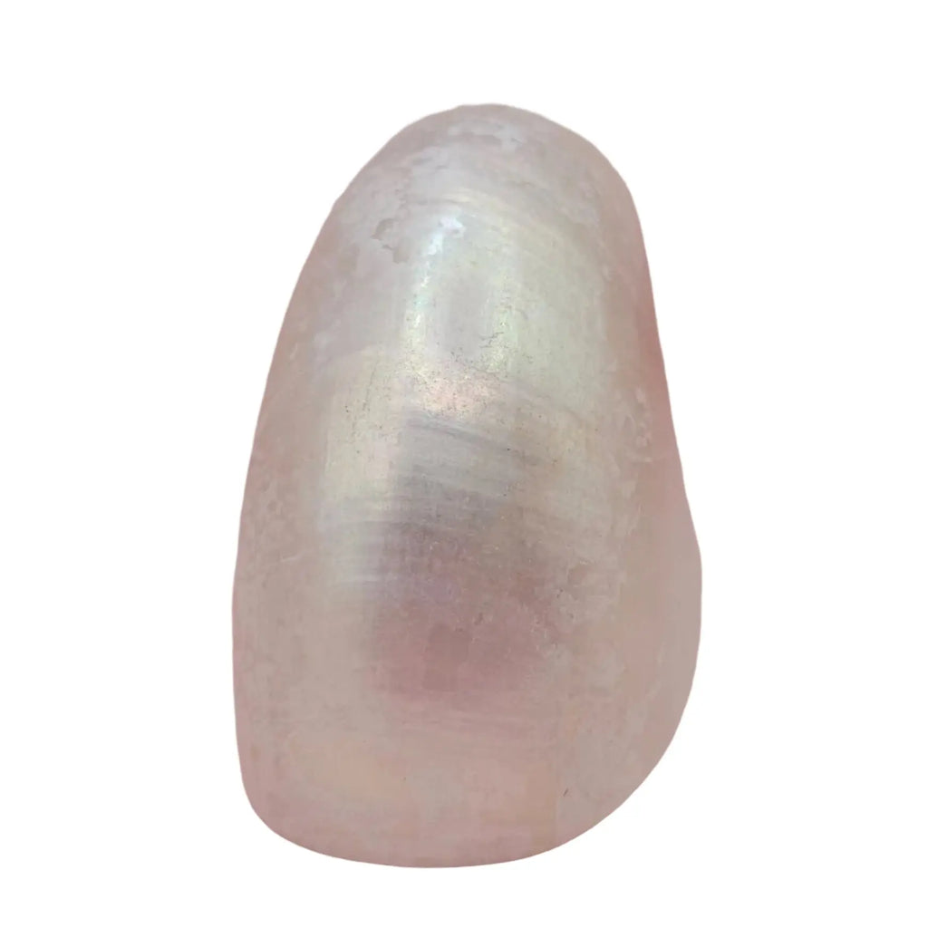 Polished Pearl Nautilus Shell Loving Coastal Living