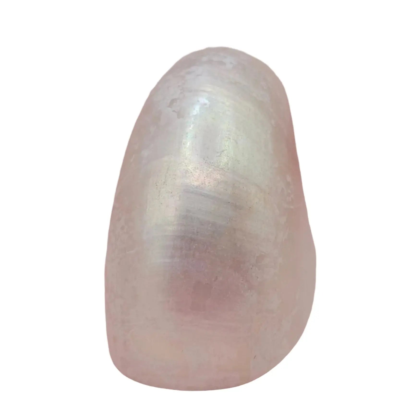 Polished Pearl Nautilus Shell Loving Coastal Living