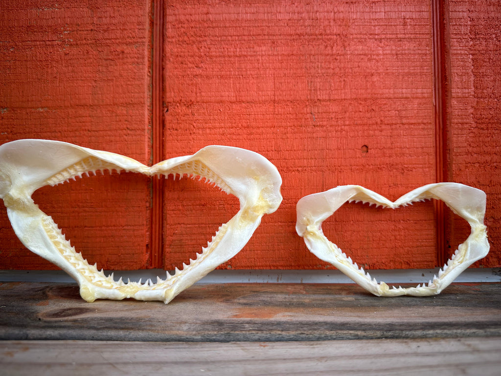 Real shark jaw display styled with seashells and driftwood for dramatic coastal themed decor.
