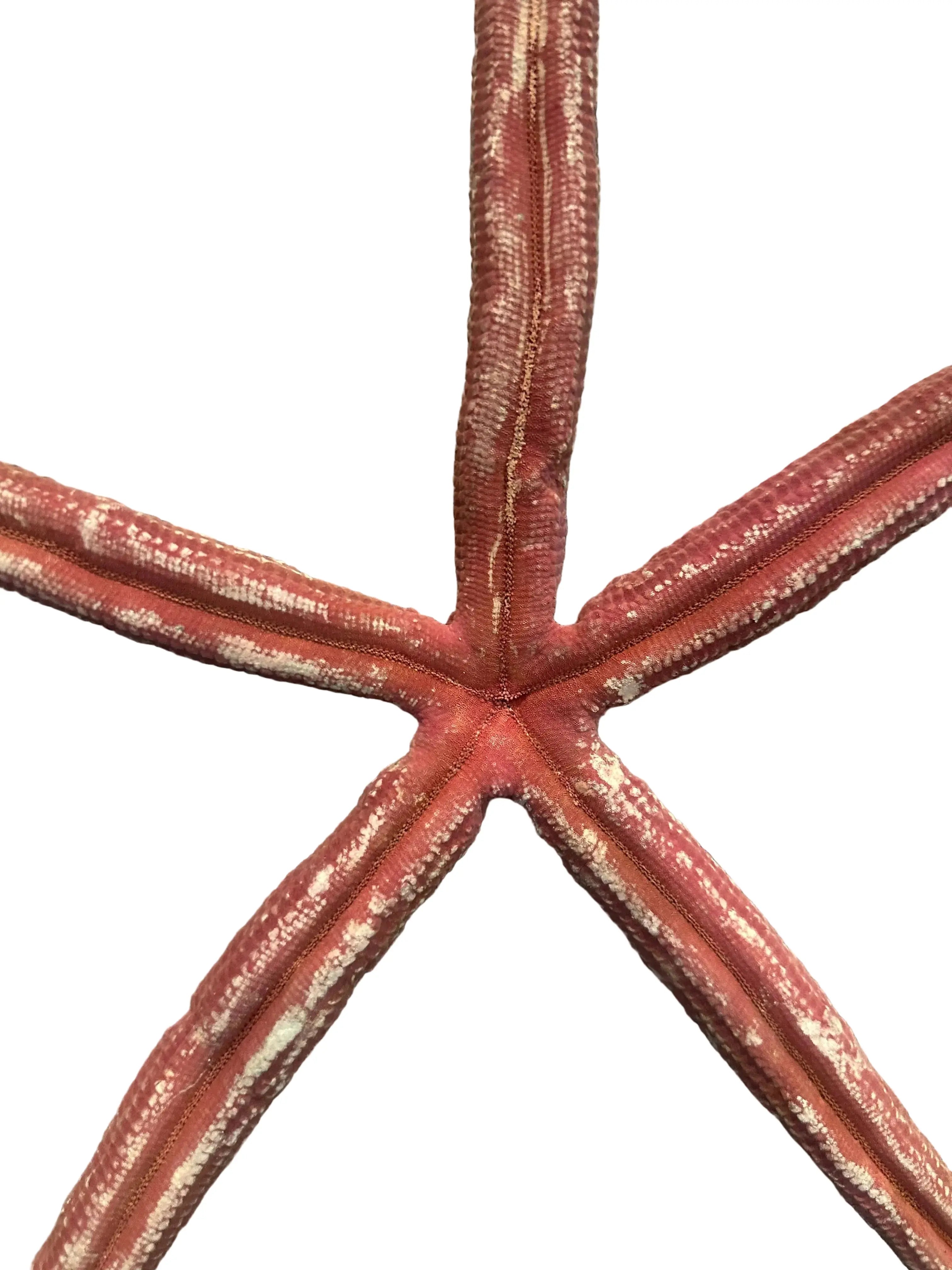 Detail view of red starfish arm showing natural sea-inspired texture.