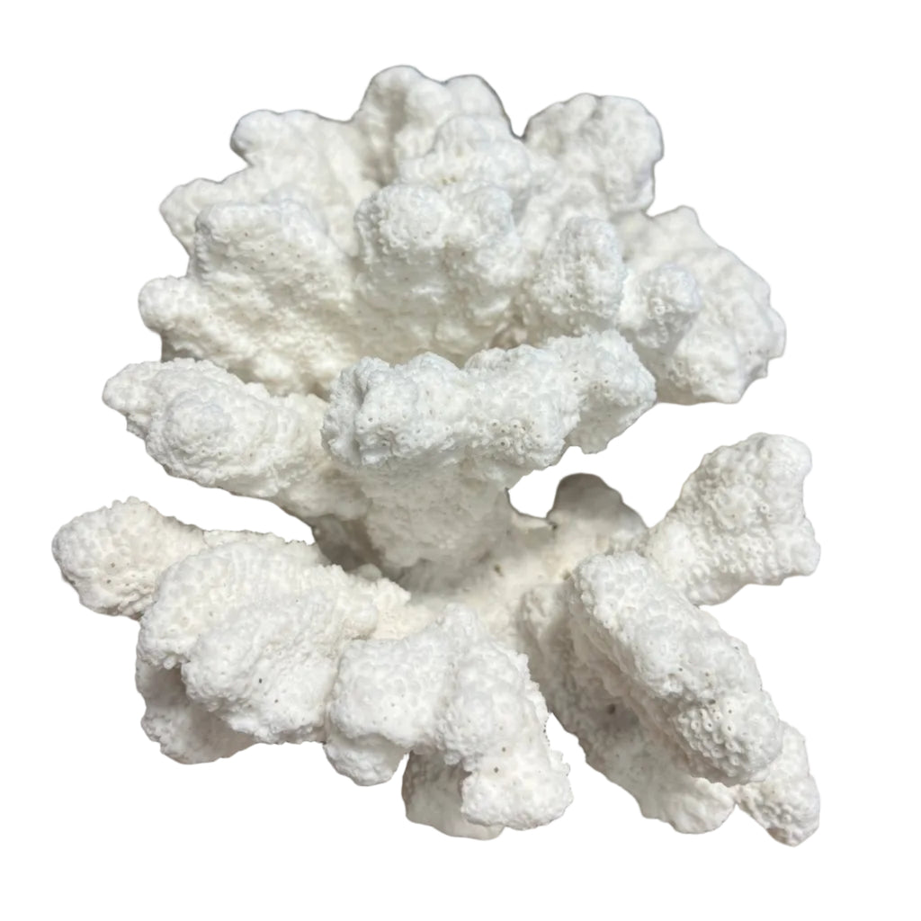 Vintage Catspaw Coral- 16"  coral