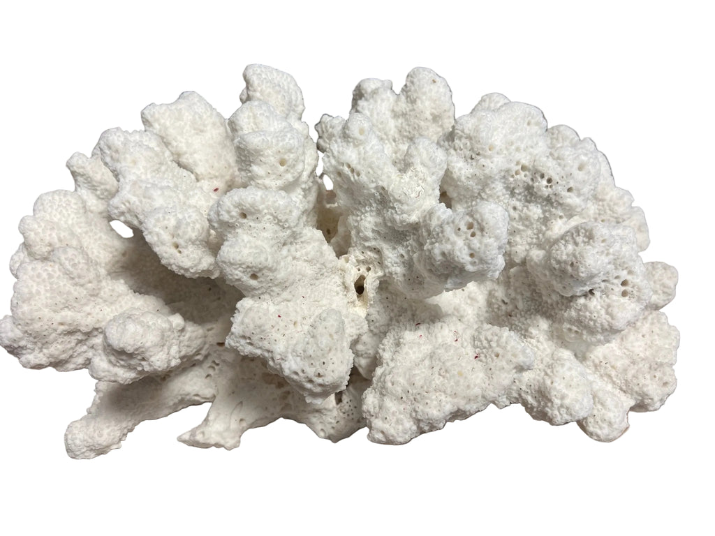 Vintage Catspaw Coral- 16"  coral