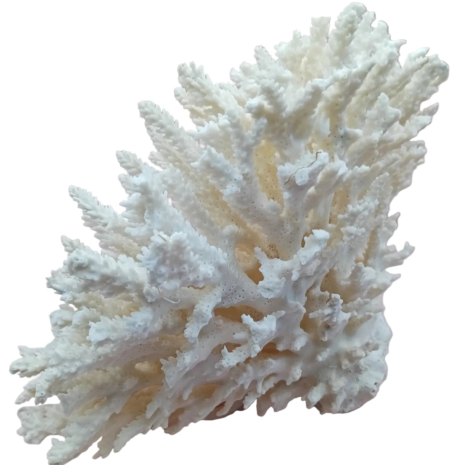 Vintage Table Coral Head ACROPORA LATISTELLA  – 10"  Coral